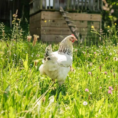 Maison Spacieuse, Animaux Acceptes - 9 Pers. - Api-1-52-2326
