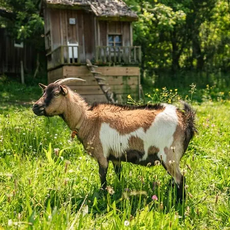 Maison Spacieuse, Animaux Acceptes - 9 Pers. - Api-1-52-2326 Kemp